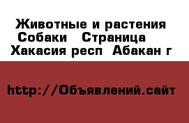 Животные и растения Собаки - Страница 7 . Хакасия респ.,Абакан г.